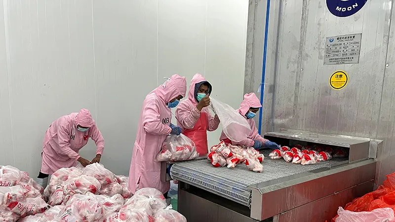 Proyek Pengolahan Unggas Indonesia – 1,2 Juta Ayam per Hari