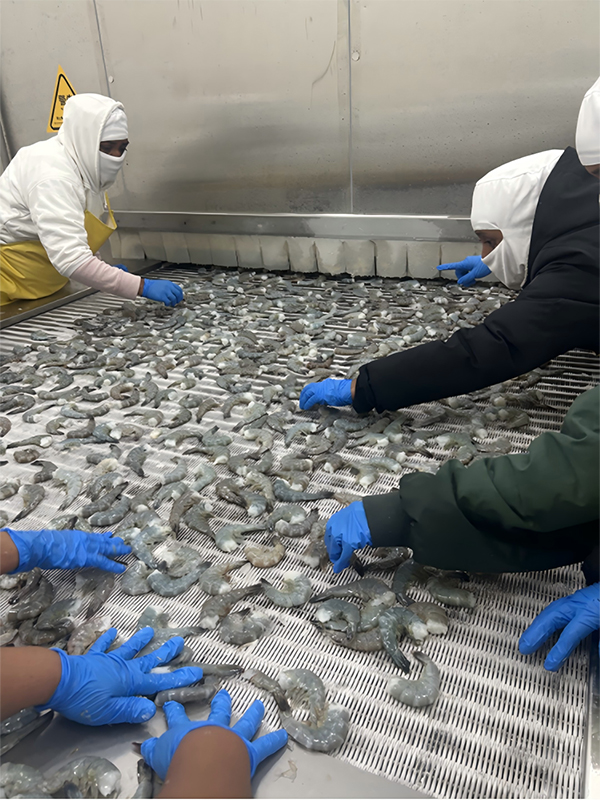 Proyek IQF Freezer untuk Pacific Seafood, Guatemala