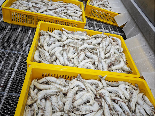 Proyek Pabrik Pemrosesan Udang di Morro, Ekuador